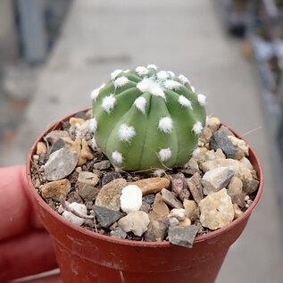 Echinopsis subdenudata  cv. Fuzzy Navel