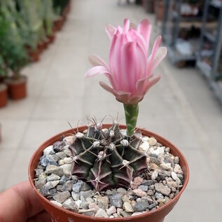 Gymnocalycium mihanovichii