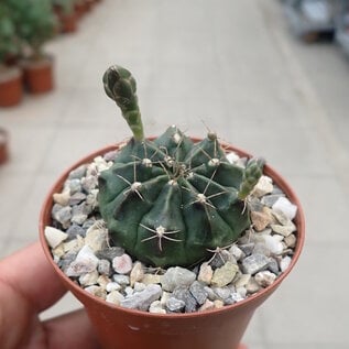 Gymnocalycium mihanovichii