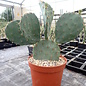 Opuntia macrocentra       (dw)