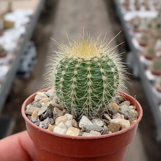 Notocactus magnificus