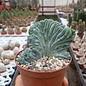 Myrtillocactus geometrizans     cristata