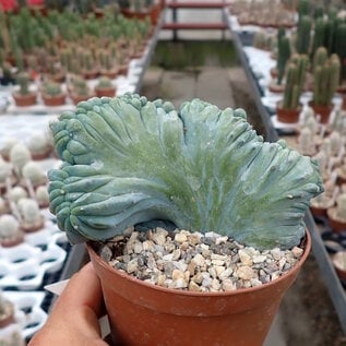 Myrtillocactus geometrizans     cristata