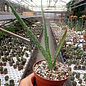 Aloe vera syn. barbadensis HEILALOE