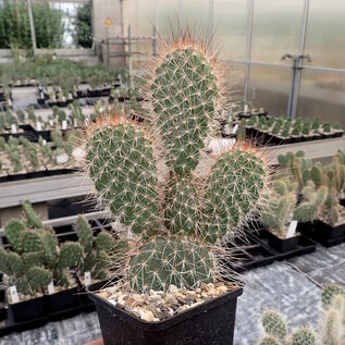 Opuntia hystricina cv. Cactusmania      (dw)