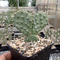 Opuntia polyacantha v. juniperina DJF 1631 Keams Canyon, Arizona, USA    (dw)