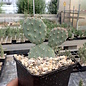 Opuntia basilaris aurea cv. Golden Carpet      (dw)