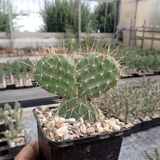 Opuntia erinacea v. ursina cv. Aureiflora      (dw)