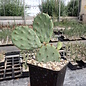 Opuntia humifusa   Central Ohio    (dw)