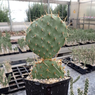 Opuntia macrorhiza   Crawford Sioux Co., Nebraska    (dw)