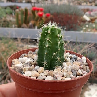 Echinocereus viereckii ssp. morricalii