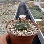 Lophophora williamsii forma