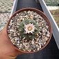 Lophophora williamsii forma