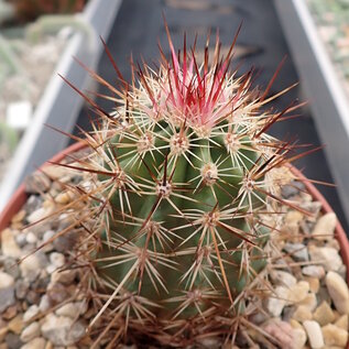 Echinocereus ferreirianus