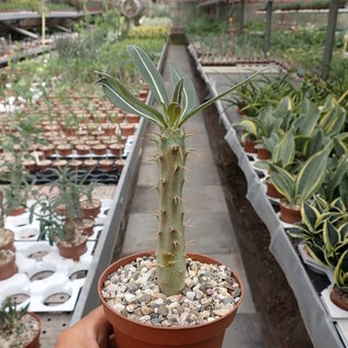 Pachypodium rosulatum