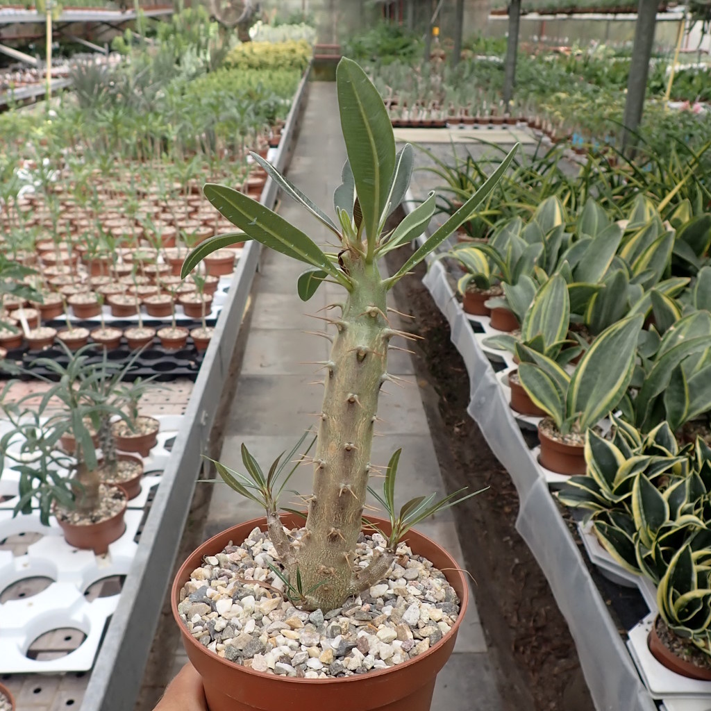 Pachypodium rosulatum Uhlig Kakteen Über 5000 verschiedene Arten