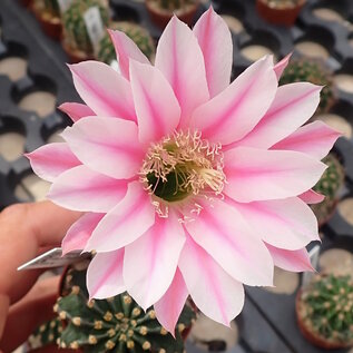 Echinopsis-Hybr. Illusion C  Rheingold 214