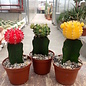 Offer of the month Gymnocalycium mihanovichii gepfr.