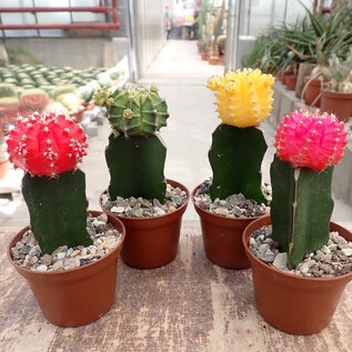 Oferta del mes Gymnocalycium mihanovichii gepfr.