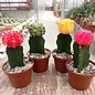 Offer of the month Gymnocalycium mihanovichii gepfr.