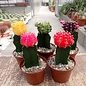 Oferta del mes Gymnocalycium mihanovichii gepfr.