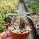 Dorstenia foetida