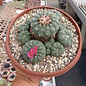 Lophophora williamsii v. jourdaniana XL