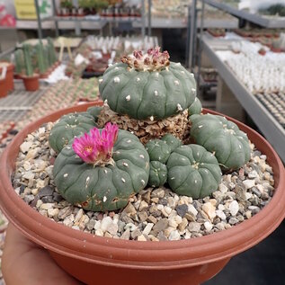 Lophophora williamsii v. jourdaniana XL