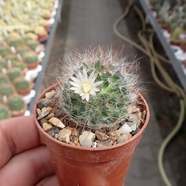 Mammillaria crinita ssp. painteri