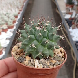 Mammillaria erythra