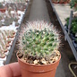 Mammillaria hirsuta   Rep. 1515 Arroyos/Pila, San Luis Potosí, 1950m, Mexico