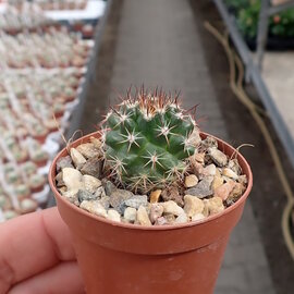 Mammillaria mammilaris