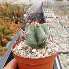 Echinocactus platyacanthus   San Ignacio