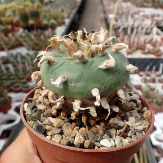 Lophophora diffusaXL