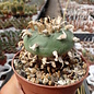 Lophophora diffusa XL