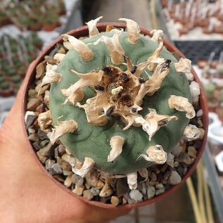 Lophophora diffusa XL