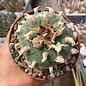 Lophophora diffusa XL