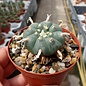 Lophophora williamsii