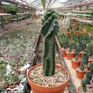 Cereus peruvianus  tortuosus