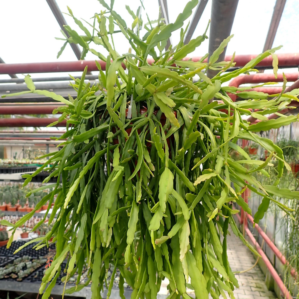 Rhipsalis micrantha fa. rauhiorum, Ampel (syn. rauhiorum) stark