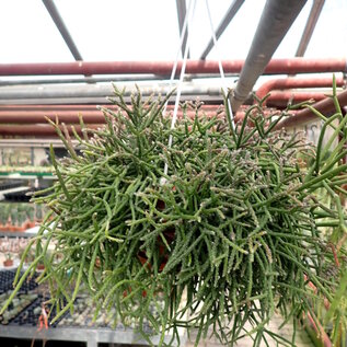 Rhipsalis coralloides