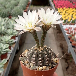 Gymnocalycium ragonesii