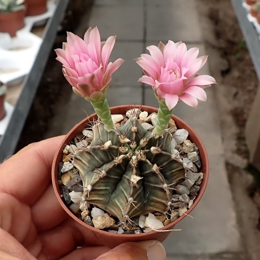 Gymnocalycium mihanovichii