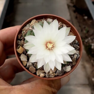 Gymnocalycium mesopotamicum