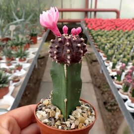 Gymnocalycium mihanovichii cv. Violett Cap   gepfr.