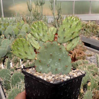 Opuntia humifusa   Central Ohio    (dw)