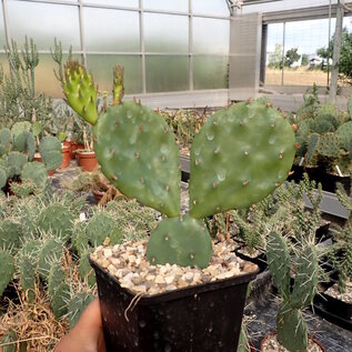 Opuntia humifusa   Central Ohio    (dw)