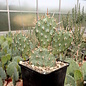 Opuntia rhodantha v. elegans      (dw)