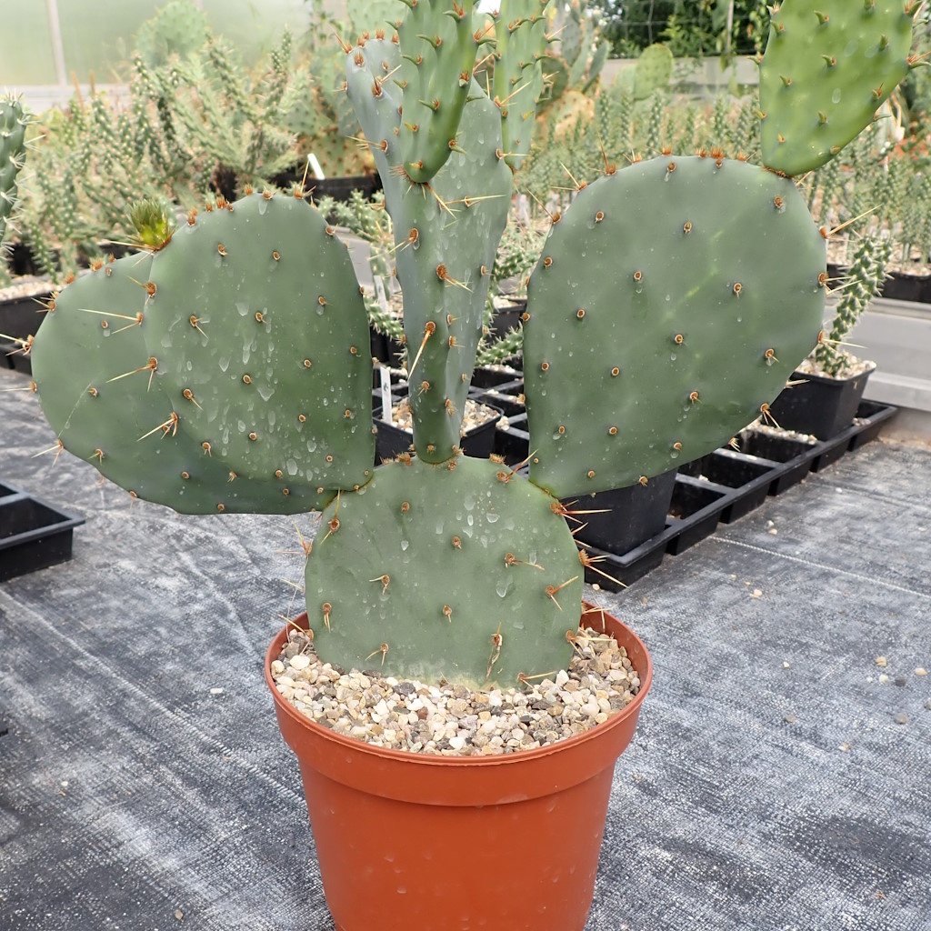 Opuntia macrocentra (dw) - Uhlig Kakteen - Più di 5.000 specie diverse