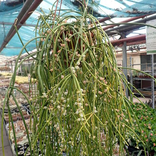 Rhipsalis baccifera   HNT 168.92